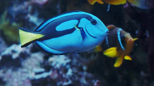 Pacific blue tang fish or Palette surgeonfish, (Paracanthurus hepatus), Family Acanthuridae. A popular fish in marine aquariam.