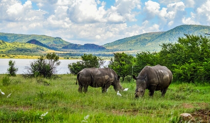 Fototapeta premium Dehorned White Rhinoceros in it's natural surrounding and landscape