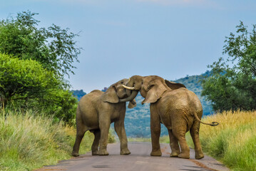 Fototapeta na wymiar Two African elephants fight on a road in Pilanesberg national park during a safari