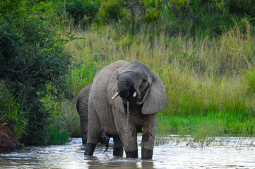 A cute and young African elephant drinking water in summer