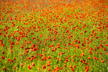 Poppy field in the Tuscan countryside illuminated by daylight