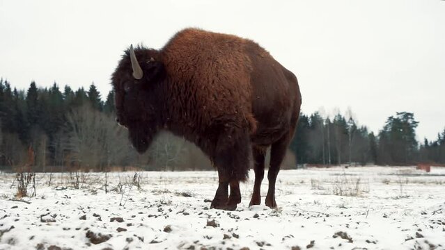 a large ancient bison stands in a winter snow field turning his head from side to side