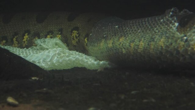 Green anaconda in the water (Eunectes murinus). The anaconda undresses from the skin underwater.