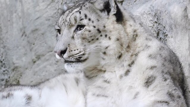 Portrait of a snow leopard close up on a stone background