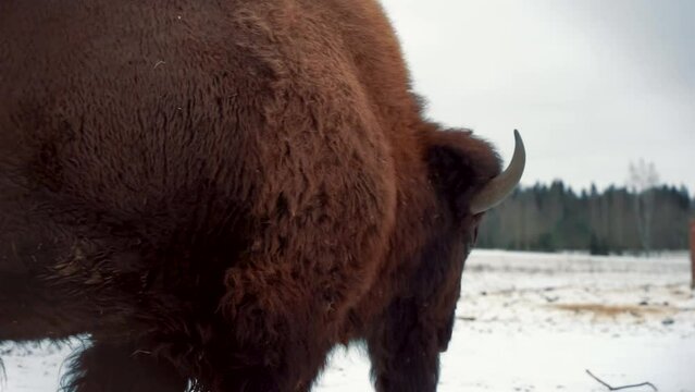 a large ancient bison goes away through a winter snow field, side and rear view