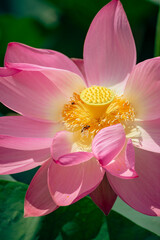 Obraz na płótnie Canvas the pink lotus is beautiful