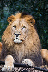 Obraz na płótnie Canvas Southwest African lion or Katanga lion