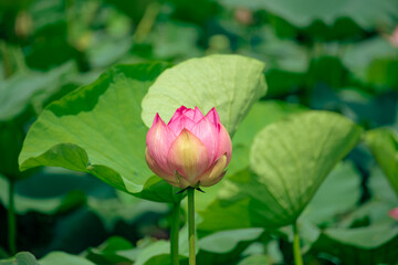 the pink lotus is beautiful