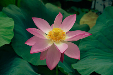 the pink lotus is beautiful