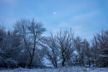 winter landscape with trees