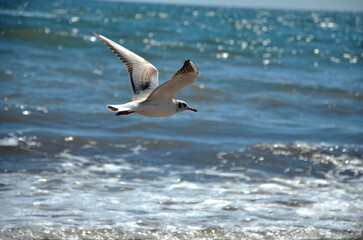 Fototapeta na wymiar Photo of a seagull in flight close to the sea waves in sunny summer day.