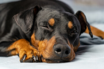 Fototapeta premium Cute german pinscher breed dog lay on bed and fall asleep with sleepy eyes closing. Tired dog sleep on couch. Lazy pet relaxed at home.