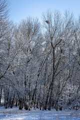 snow covered trees