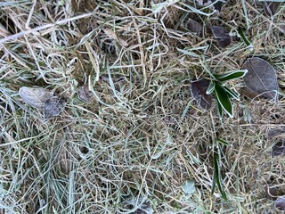 Close up of white coated frost covered green grass garden lawn blades with dried leaves in organic...