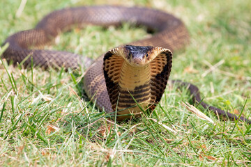 The King Cobra is the world's longest venomous snake.