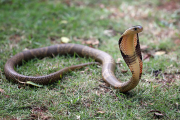 The King Cobra is the world's longest venomous snake.