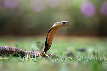 Naklejka na ściany i meble The King Cobra is the world's longest venomous snake.