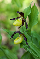 Lady's slipper - the largest of the European orchids. May, 2019, Polesia region, Belarus
