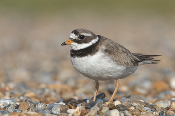 Ringed Plover