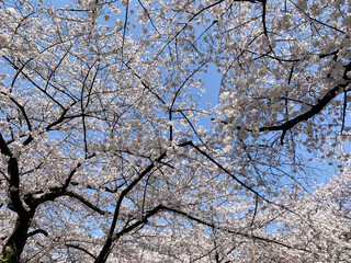 桜、青空