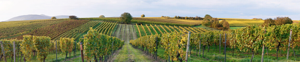 Fototapeta na wymiar Panorama Landschaft mit Weinreben Südliche Weinstrasse, Germany