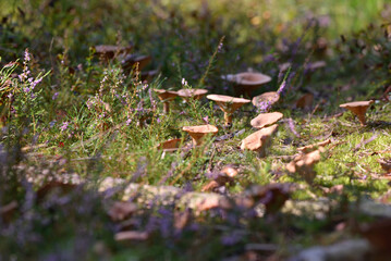 fungus in forest thickets