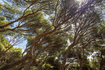 Top of Dancing pine trees in Foros Park - landscape park in village of Foros, Crimea