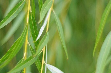 Fototapeta na wymiar willow leaves on a green background