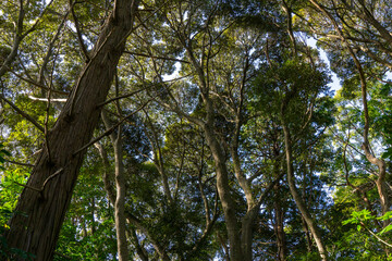 Fototapeta premium 舘山寺の森 照葉樹林