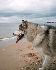 Big Alaskan malamute dog at the beach. Happy purebred dog with long tongue