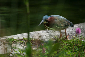 The green heron (Butorides virescens)