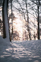 Snow forest in the winter with sun shining.