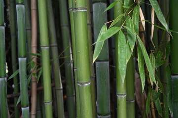 Fototapeta na wymiar Bamboo bacground banner size 