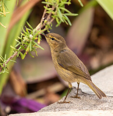 Western Canary Islands Chiffchaff