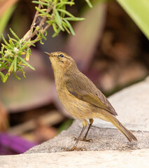 Western Canary Islands Chiffchaff