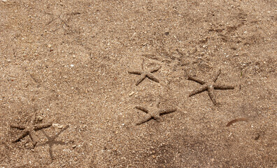 several Sea stars on sand after low tide.