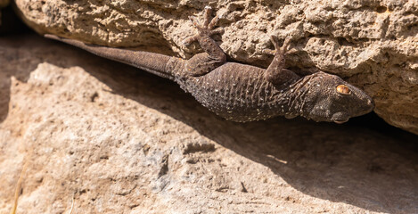 Fototapeta premium Gomera wall gecko