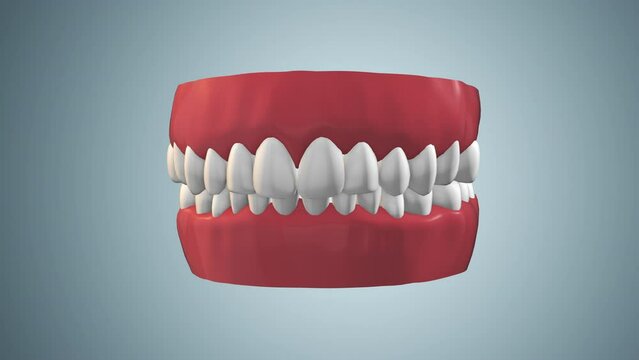Animation of human teeth with gum