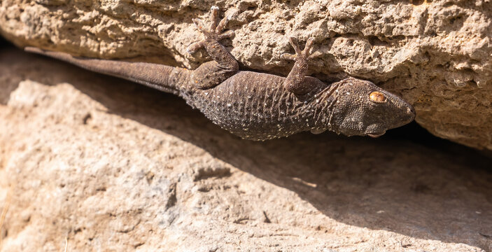 Gomera wall gecko