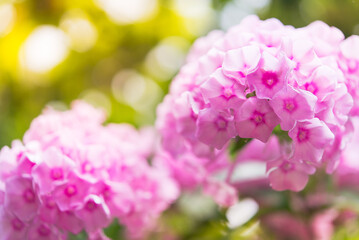 Delicate phlox flowers. Flowering garden phlox, perennial or summer phlox in the garden on a sunny day.