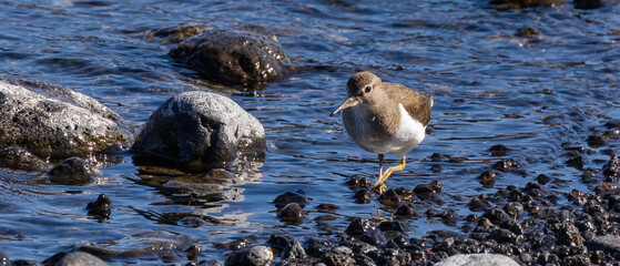 Fototapeta premium Common Sandpiper