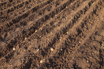 surcos con patatas recien plantadas