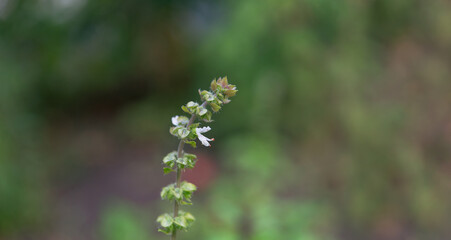 Blooming basil in the garden