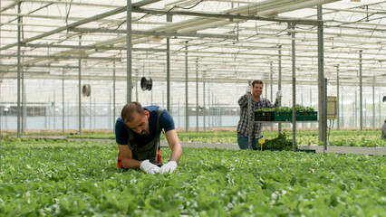 Agronomist gardener checking organic cultivated salad during vegetables plantation using production hydroponic systems. Rancher working at healthy environmental for greens. Concept of agriculture