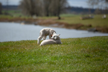 Two little spring lambs together on grassy farmland