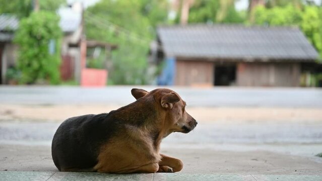 Domestic brown stray dog resting and lonely in rainy day