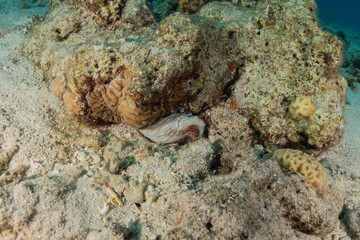 Fish swim in the Red Sea, colorful fish, Eilat Israel
