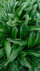 green leaves in the garden
