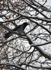 A gray crow sits on a branch of a snow-covered tree in winter.