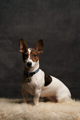 Jack Russell Terrier dog sitting on white fur